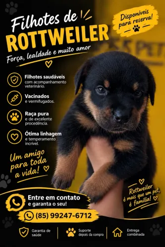 Rottweiler fêmea cabeça de touro