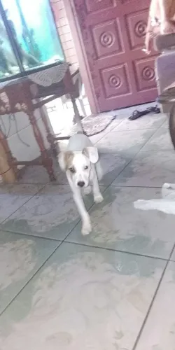 Filhote pra Adoção