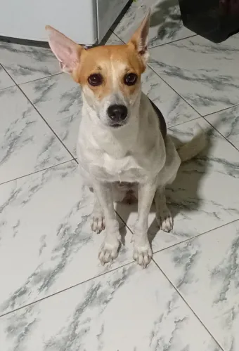 Cachorra