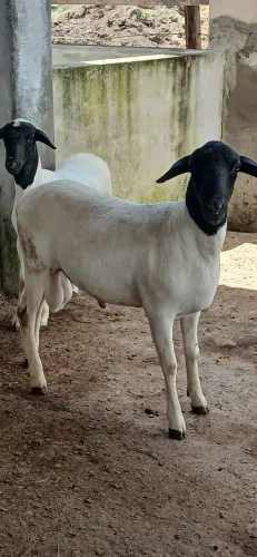 Borrego Soinga