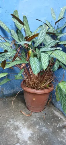 VÁRIAS PLANTAS ORNAMENTAIS,R$50,00 CADA.