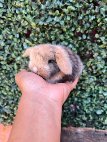 Mini Lop arlequim dos olhos azuis
