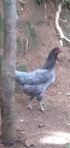Ovos galados de galinhas