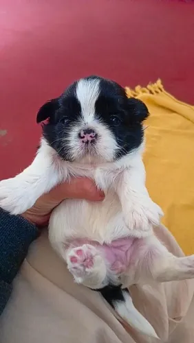 Filhote de shi-tzu disponível para reserva