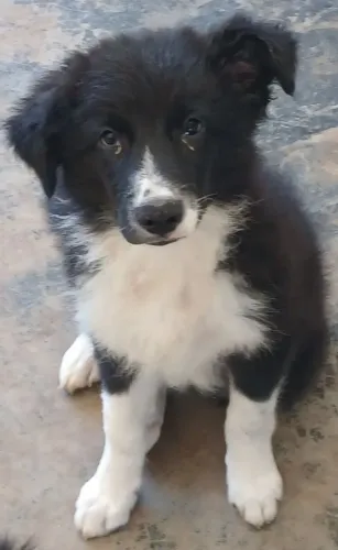 Border Collie