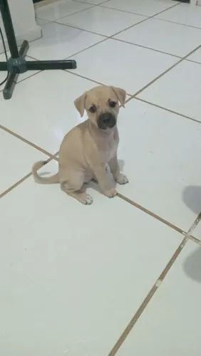 Animais de estimação 