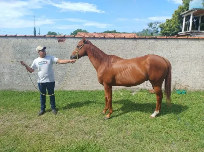 Cavalo