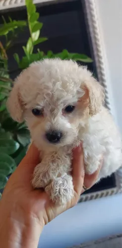 Vendo Filhote de Poodle
