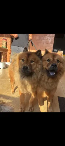 Vendo filhote de Chow Chow