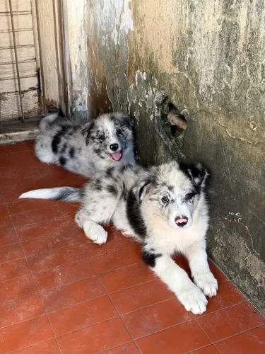 Border collie com pedigree CBKC- filhote puro