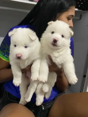 Lindos filhotes husky siberiano hooly