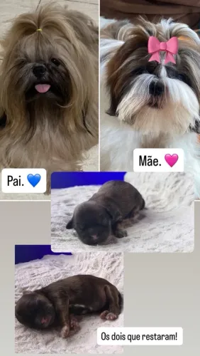 Dois Shihtzu macho disponíveis para reserva! 