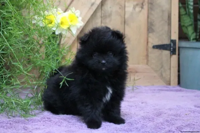 Spitz Alemão peludinho - estilo ursinho