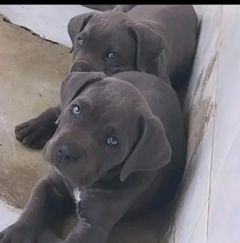 Cane corso