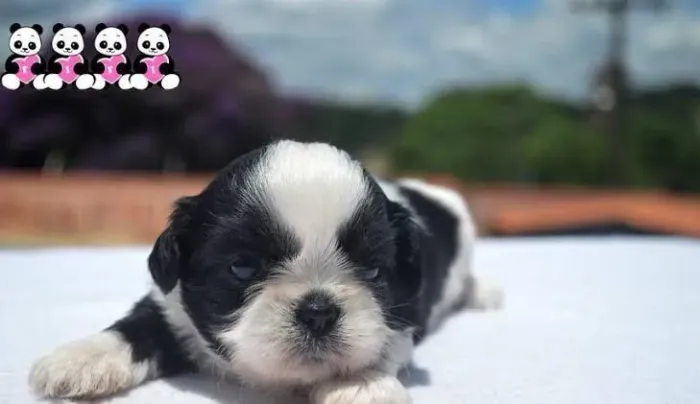 Shih Tzu um craque desses não fica sem time por muito tempo
