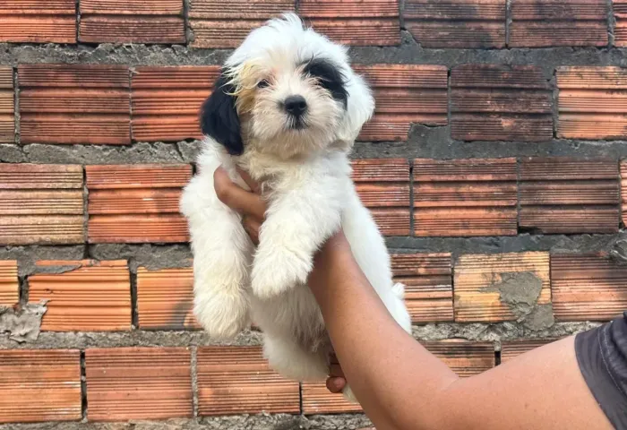 Vendo filhotes de shitzu com poodle 2 meses de nascido