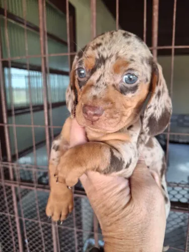 Daschund mini 