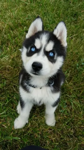 Husky Siberiano Doçura Que Floresce no Olhar