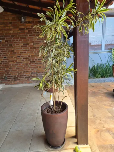 VASOS COM PLANTAS. PREÇO POR VASO.