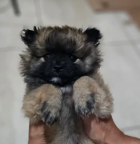 Filhote spitz alemão com shitzu 