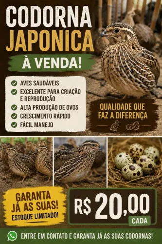 Codornas japonesas 