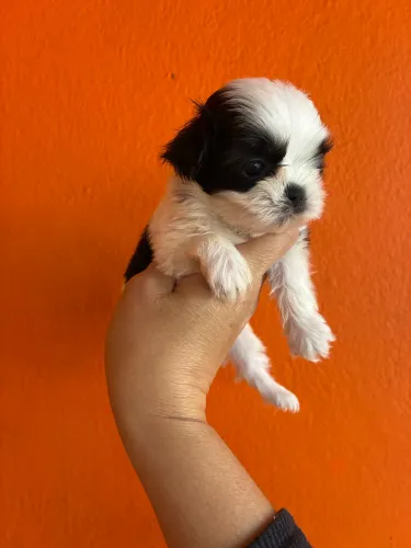 Shitzu macho micros