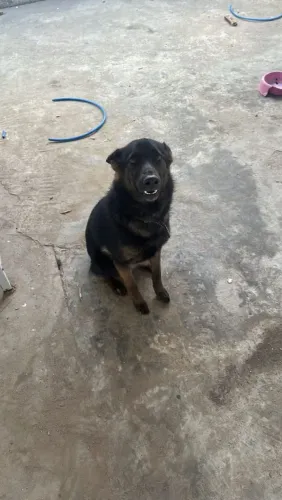 Cachorra raça pastor alemão