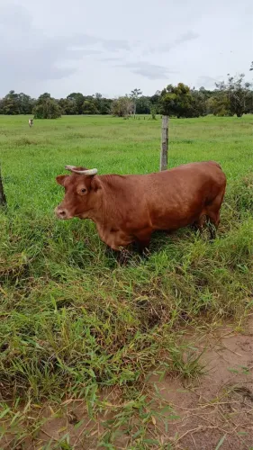 Mini vaca