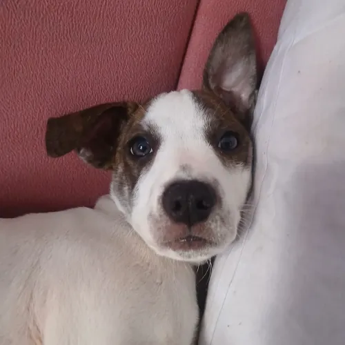 ADOÇÃO DE CÃO FEMEA / 3 meses