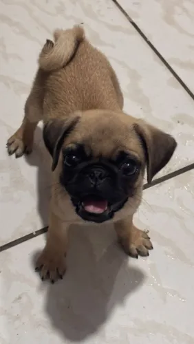 Vendo pugs machinho