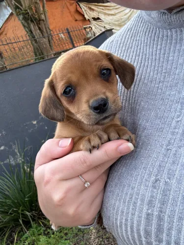 FILHOTE DACHSHUND