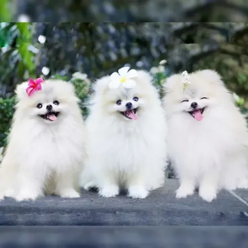 Lulu da Pomerania / Spitz Alemão Toque Que Acalma