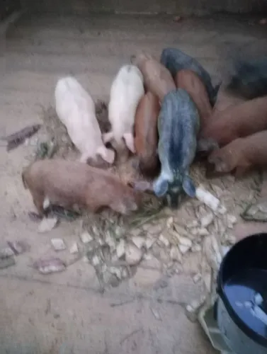 Leitãos diversos 