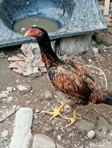 Galinha de raça ótima genética