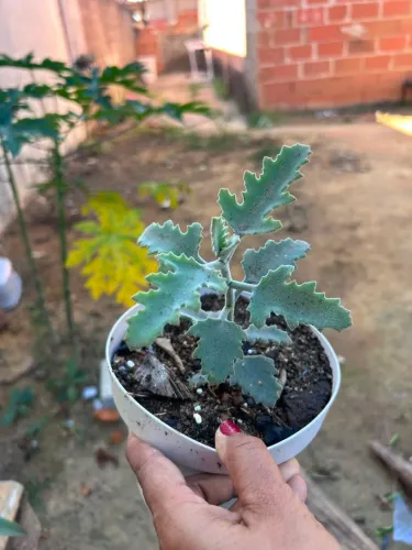 Plantas