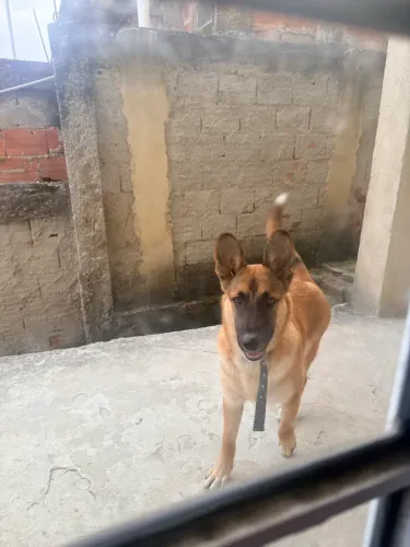 Doação de cachorro Pastor belga com vira-lata 