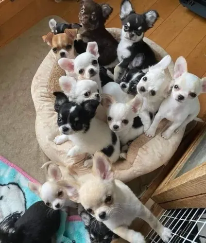 Lindos filhotes de Chihuahua pelo longo e pelo curto 