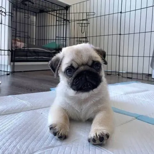 Filhotes de Pug | Um rostinho irresistível!