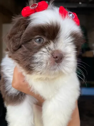 Shih tzu Chocolate/ Branca Fêmea 