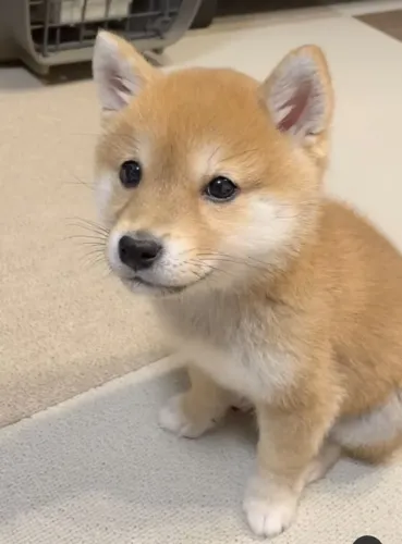 Shiba - Filhotes de Excelente Linhagem 