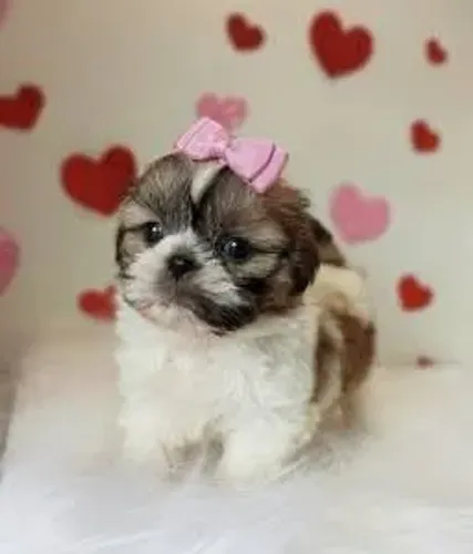 Shih Tzu Dócil e Encantador