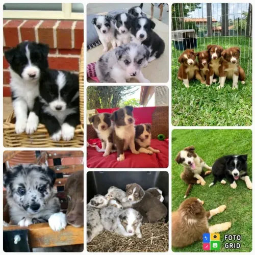 Filhotes de Border Collie
