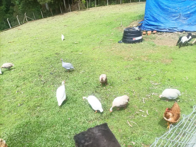 Vendo argolas de diversas cores