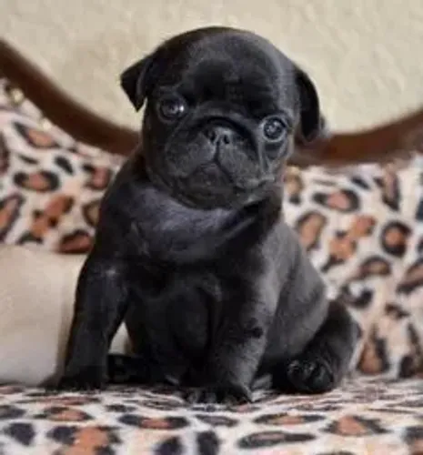 Filhote de Pug à venda! ?
