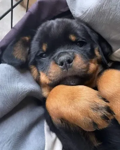 Rottweiler Filhotes na Cor Preto