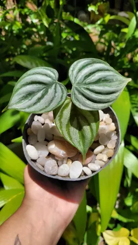 Philodendron raro, Folhagens e Plantas ornamentais 
