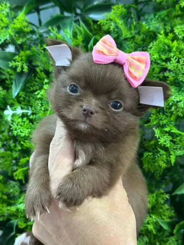 Chihuahua chocolate fêmea Pêlo longo. Uma formosura!
