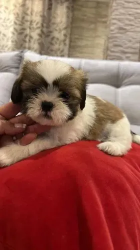 Shih Tzu fofura no ponto