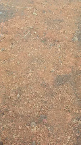 Fazenda arrendamento 1.150 hec em pasto em Juara MT. Ou entrega gradeado sem carência