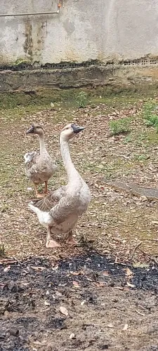 Cazal ganso sinaleiro africano